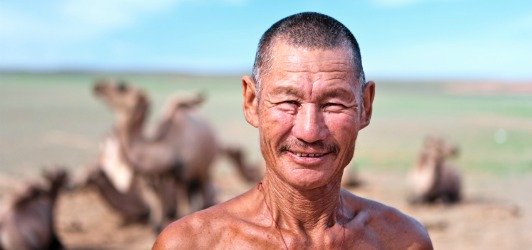 Mongolian Nomad Man With Camels